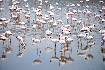 Image showing Flamingoes