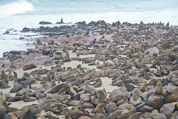 Image showing Seals at Cape Cross