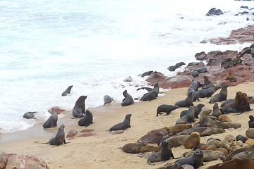 Image showing Seals at Cape Cross