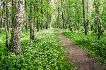 Image showing Path leading through the summer park