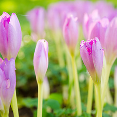 Image showing Pink blossoming crocuses in the garden, close up