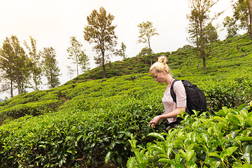 Image showing Female tourist enjoying beautiful nature of tea plantations, Sri Lanka.