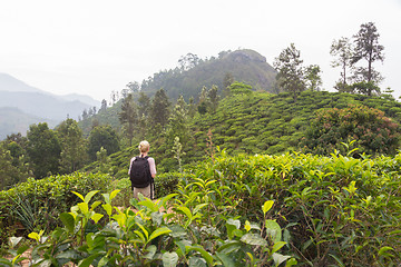 Image showing Female tourist enjoying beautiful nature of tea plantations, Sri Lanka.