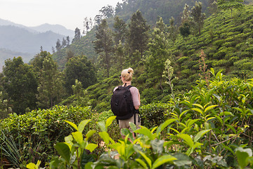 Image showing Female tourist enjoying beautiful nature of tea plantations, Sri Lanka.