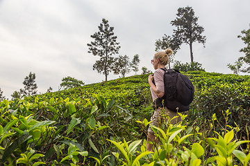 Image showing Female tourist enjoying beautiful nature of tea plantations, Sri Lanka.