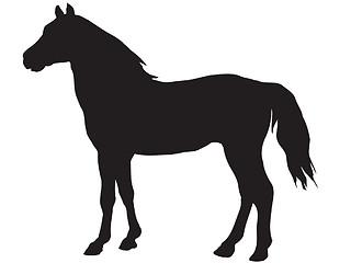 Image showing horse