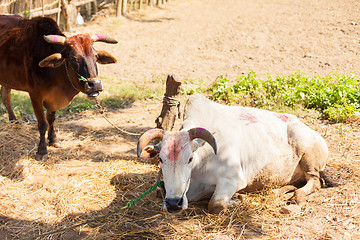 Image showing Cows with tika