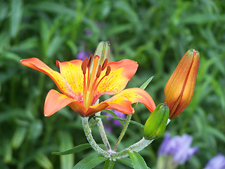 Image showing Tiger lily