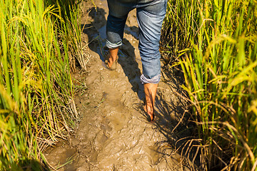 Image showing Walking through mud