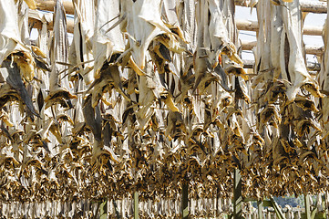 Image showing Codfishes drying in Lofoten Islands