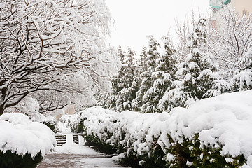 Image showing Snow-covered alley in the resort village Vityazevo, Krasnodar region
