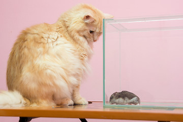 Image showing The cat looks at the aquarium hamster