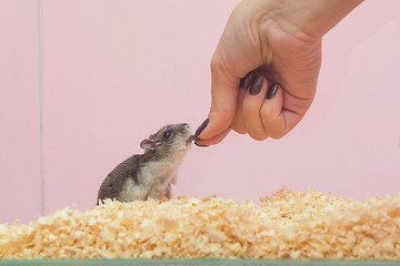 Image showing She feeds the hamster seeds, close-up