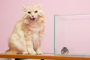 Image showing The cat licked, near the aquarium hamster sitting and eating cheese