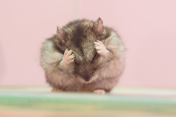 Image showing Sungursky hamster washes