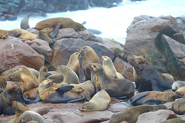 Image showing Seals at Cape Cross