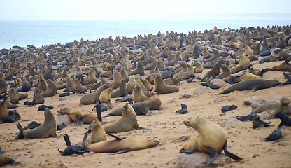 Image showing Seals at Cape Cross