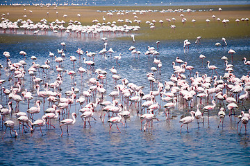 Image showing Flamingoes