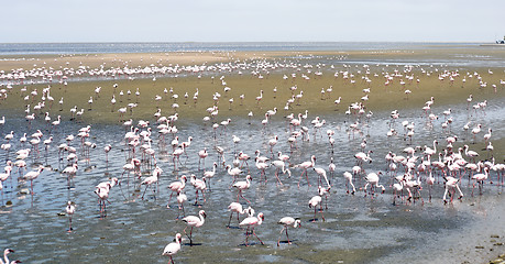 Image showing Flamingoes