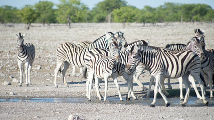 Image showing zebras in Africa