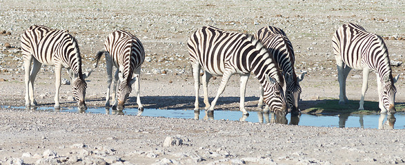 Image showing zebras