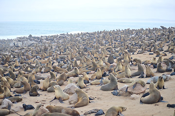 Image showing Seals at Cape Cross