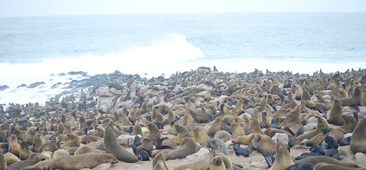 Image showing Seals at Cape Cross