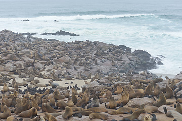 Image showing Seals at Cape Cross