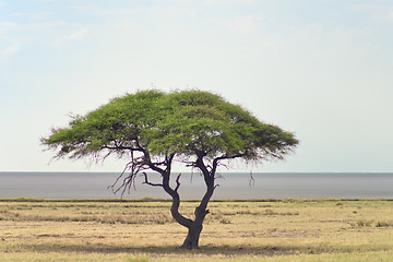 Image showing african landscape