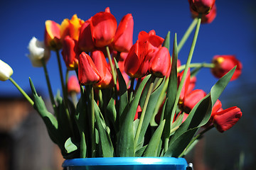 Image showing bunch of red tulips