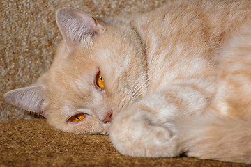 Image showing Red cat