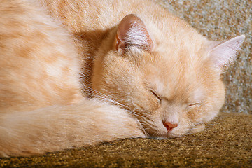 Image showing Red cat