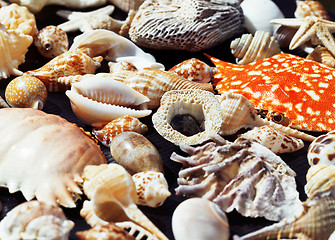 Image showing  lot of seashells on setout together with crab