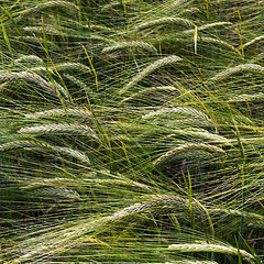 Image showing Detail of green corn