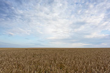 Image showing Field and sky