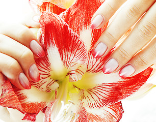 Image showing beauty delicate hands with pink Ombre design manicure holding re