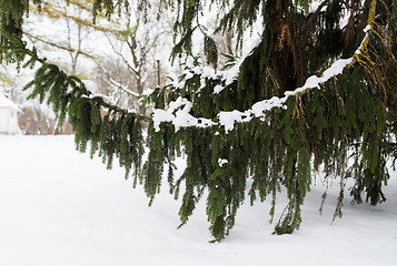 Image showing fir branch and snow in winter forest