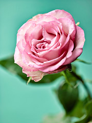 Image showing beautiful pink rose