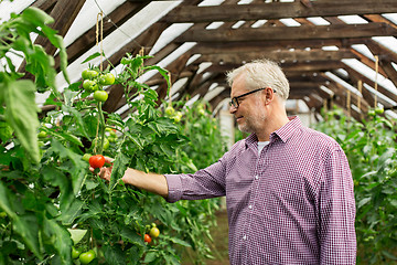 Image showing senior man growing tomatoes at farm greenhouse