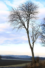 Image showing Maple Tree in Winter 