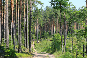 Image showing Road Into Summer Forest