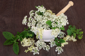 Image showing Natural Herbal Medicine 