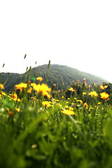 Image showing Flowers landscape