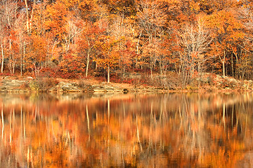 Image showing Autumn foliage