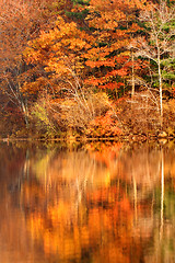 Image showing Autumn foliage