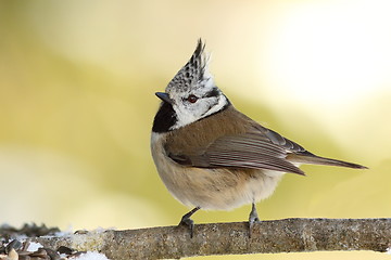 Image showing Lophophanes cristatus on twig