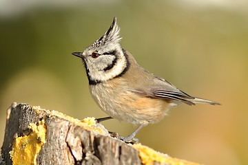 Image showing beautiful garden bird at feeder