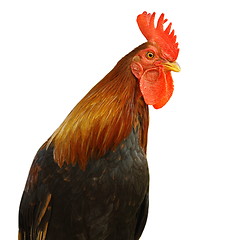 Image showing isolated portrait of colorful rooster