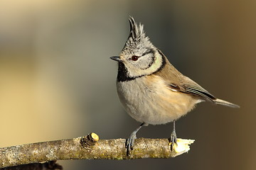 Image showing cute garden bird perched on twig