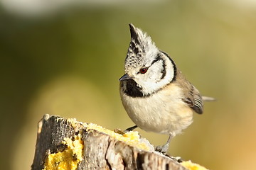 Image showing cute garden bird perched on wooden stump